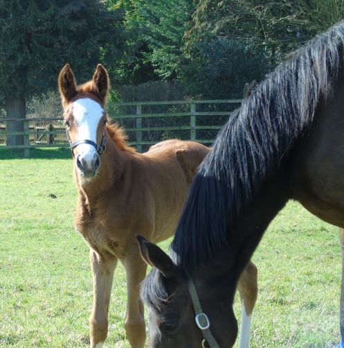 2021 filly by Frankel